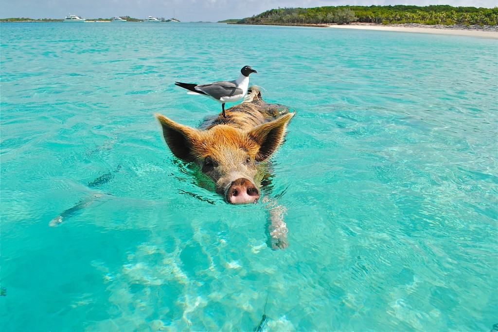 badass seagul on a swimming pig